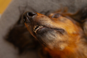 Dachshund teeth and black nose close up, wiener dog portrait, fluffy domestic animal sleeping, adorable pet face