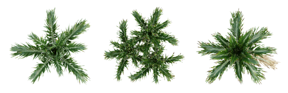 Top view of adonidia merrillii palm trees isolated on transparent background, 3d render illustration.