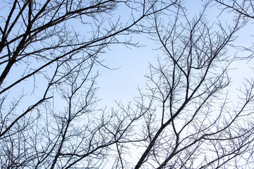 Low-angle view of bare branches and twigs of trees. - 688459844