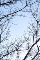 Low-angle view of bare branches and twigs of trees. - 688460023