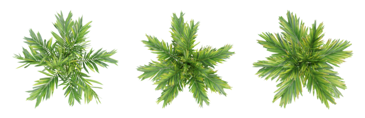 Top view of areca catechu palm trees isolated on transparent background, 3d render illustration.