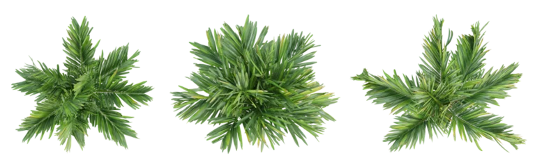Abwaschbare Fototapete Top view of areca catechu palm trees isolated on transparent background, 3d render illustration. © Sandy