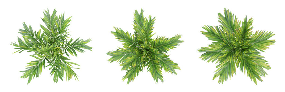 Top view of areca catechu palm trees isolated on transparent background, 3d render illustration.