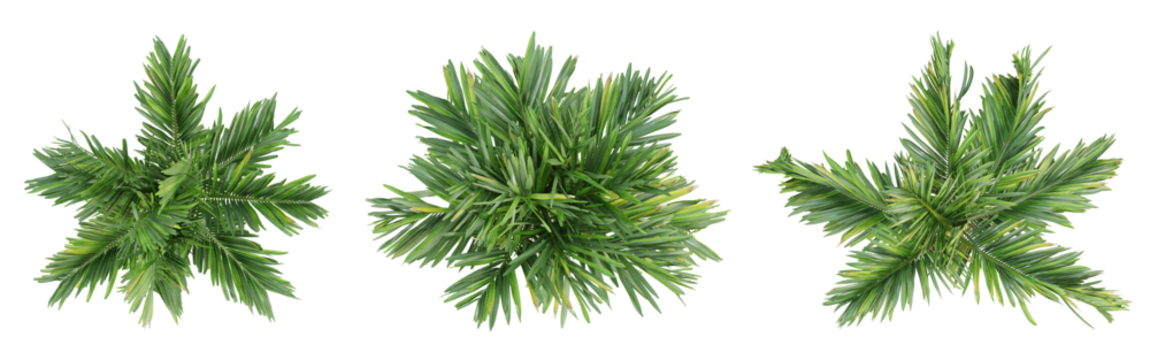 Top view of areca catechu palm trees isolated on transparent background, 3d render illustration.