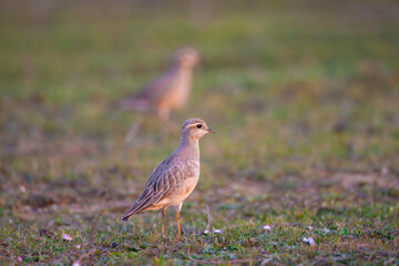 a medium-sized bird resting after migration, Eurasian Dotterel, Charadrius morinellus