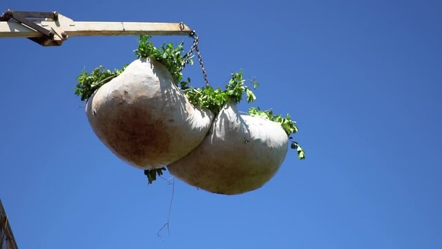 Yerba mate harvest process ballot raise by crane in plantation, Argentina