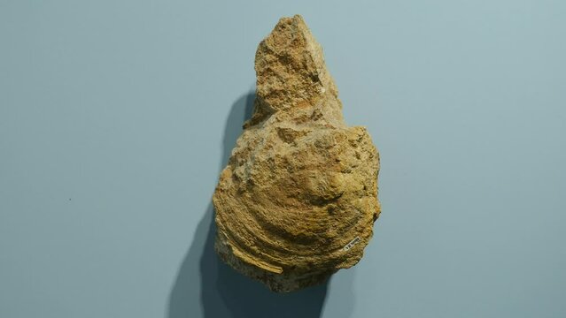 Volcanic rock exhibited at the fossil museum of Bolca - Verona Italy