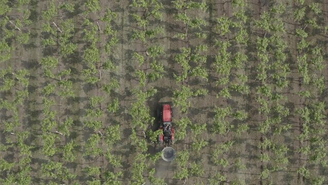Top down Drone footage of a tractor in a field of vines spreading fertilizer