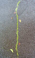 アスファルトの割れ目に生える雑草