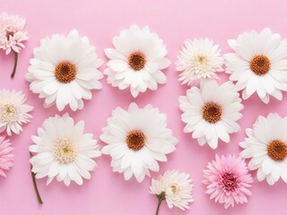Several white and pink flowers - daisies, chrysanthemums, cherry blossom, on a seamless pastel pink background. Top view. Flat lay. Copy space for text.