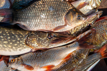 Lots of different fish caught in the boat. Fishing on the river in a boat, a big catch of fishermen. Fishing with spinning and nets, a male hobby. Commercial fishing.