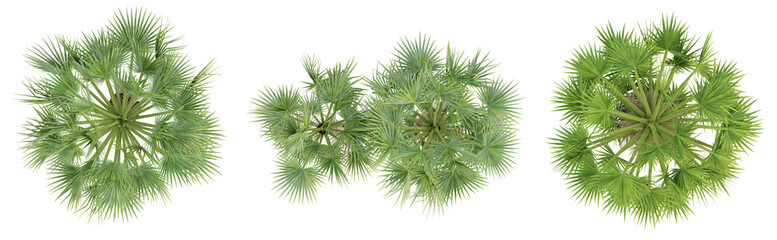 Top view of borassus flabellifer palm trees isolated on transparent background, 3d render illustration.