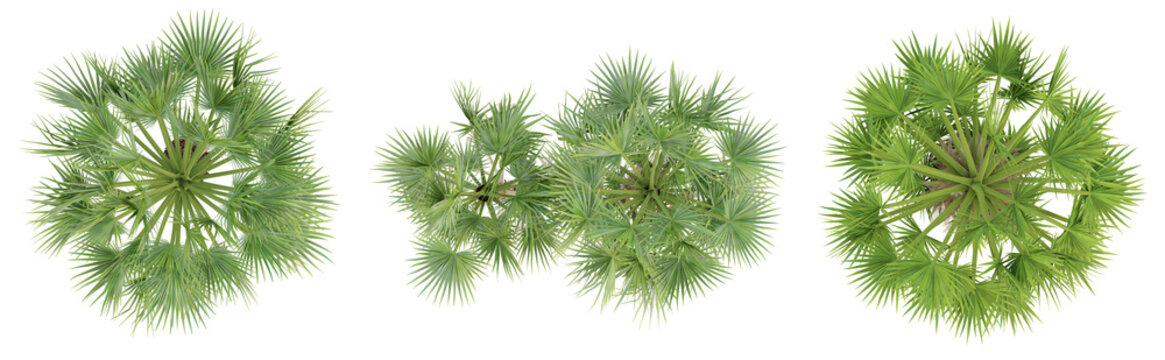 Top view of borassus flabellifer palm trees isolated on transparent background, 3d render illustration.