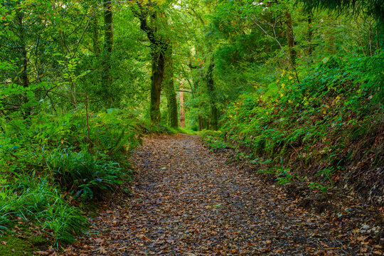 Forest footpath, in Snowdonia National Park