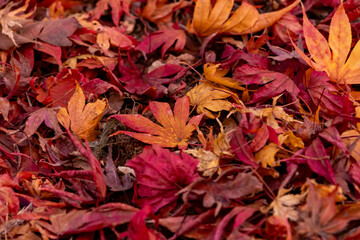 地面に落ちた美しく紅葉したカエデの葉のクローズアップ