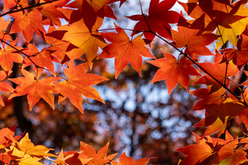 美しく紅葉したカエデの葉のクローズアップ