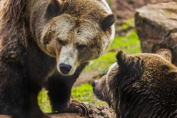 Fotobehang Grizzly bear close up, animal welfare concept © Volodymyr