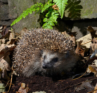 Europ&auml;ischer Igel (Erinaceus europaeus) - Braunbrustigel, Westeurop&auml;ischer Igel, Westigel // European hedgehog