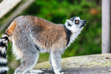 Lemur catta close-up in natural habitat. Animal protection concept