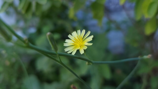 close up of yellow flower with blur background