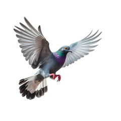 Fototapeta premium Flying pigeon isolated on transparent background
