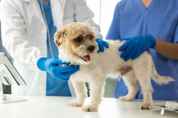 Modern veterinary clinic with veterinary doctor during consultation at the office in the clinic,...