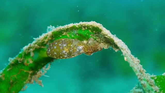 4k pigmy squid predating on small shrimp and suddenly changing colors at end