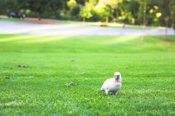 The Cockatoo in Parramatta Park