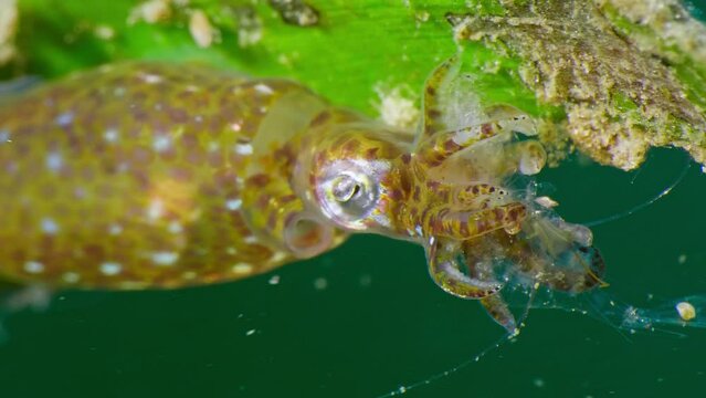 4k pigmy squid predating on small shrimp up close and turning shrimp over mouth