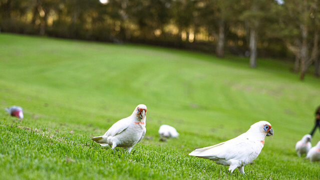 Cockatoo eating in Parramatta Park