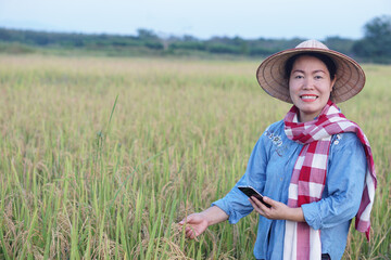 Happy Asian woman farmer is at paddy field, wears hat, blue shirt and Thai loincloth scarf, holds smartphone, inspect rice plants. Concept, agriculture occupation. Use online apps to promote crops.   