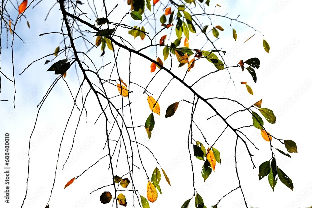 Wall mural Cherry tree autumn leaves. Rosaceae deciduuous tree. Spring flowers are beautiful, but autumn leaves are just as beautiful.