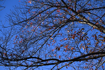 Cherry tree autumn leaves. Rosaceae deciduuous tree. Spring flowers are beautiful, but autumn leaves are just as beautiful.