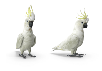 sulphur crested cockatoo on transparent background