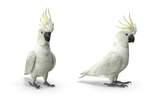 sulphur crested cockatoo on transparent background