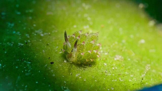 4k shaun the sheep perched on a leaf in a light spot