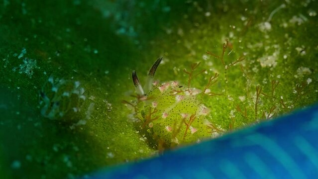 4k shaun the sheep perched on a leaf in light spot