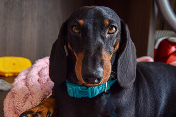 portrait of a dachshund