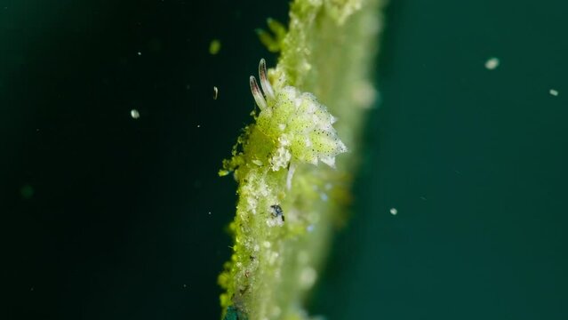 4k shaun the sheep perched on a leaf and eaiting