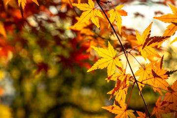 六甲山の紅葉狩り