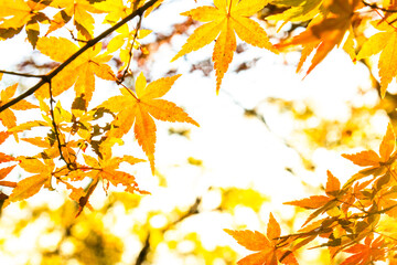 日が射す六甲山の紅葉