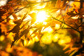 日が射す六甲山の紅葉