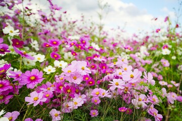 長崎県のコスモス畑