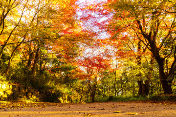 紅葉に染まる六甲山