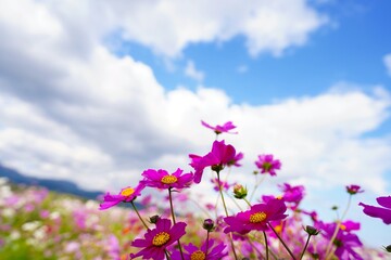 長崎県のコスモス畑