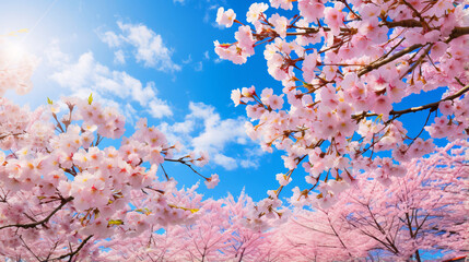 桜と空、満開のサクラの花と春の青空の風景