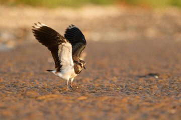 Northern lapwing, Vanellus vanellus landing to a field of seaweed