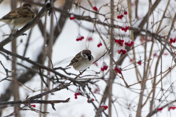 Sparrow sits on the branches of a viburnum in winter. Ornithology. Helping birds in winter. Photo project Birds of Eastern Siberia