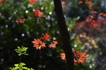 晩秋の日本庭園で、美しく色づいた紅葉を愛でる