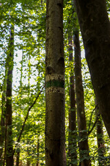 Fototapeta premium Green and White trail blazing, marking a walking hiking path painted on a tree trunk in the woods. adventure, journey concept